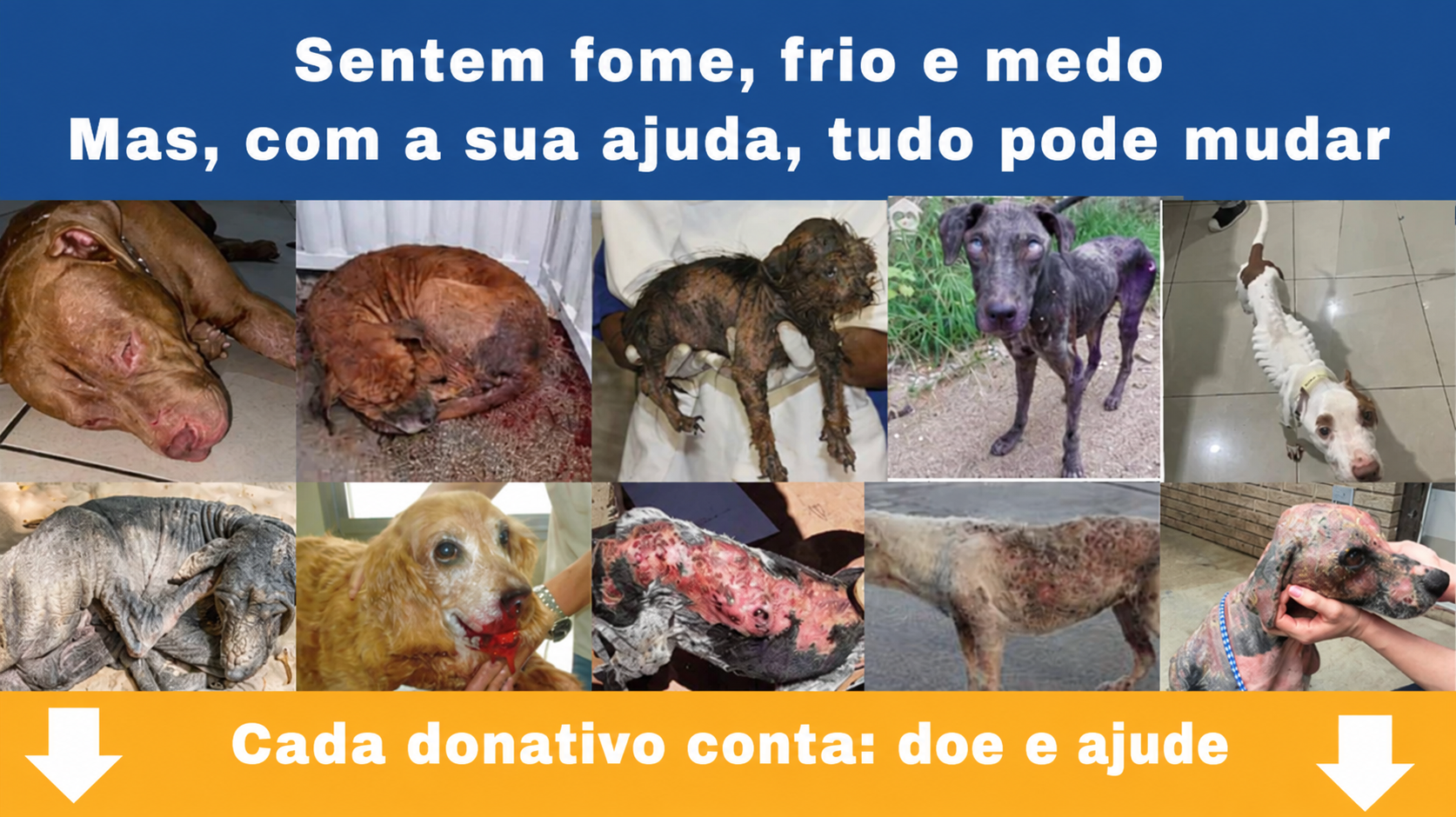 Animais resgatados, esperança renovada